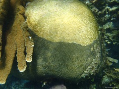 Pseudodiploria strigosa