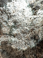 Phlyctis petraea