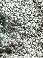Phlyctis petraea