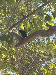Quiscalus lugubris