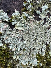 Myelochroa aurulenta