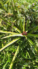 Bromelioideae