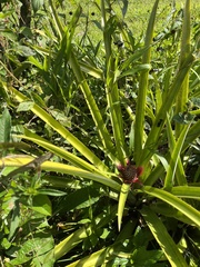 Bromelioideae