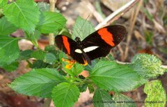Heliconius melpomene