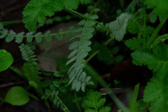 Ornithopus compressus