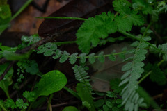 Ornithopus compressus