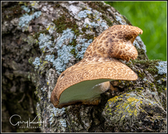 Polyporus decurrens