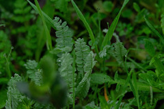 Ornithopus compressus