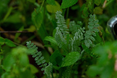 Ornithopus compressus