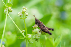 Omocestus