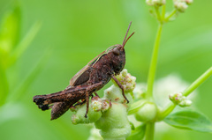 Omocestus