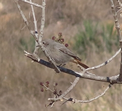 Phoenicurus ochruros