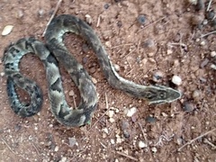 Bothrops