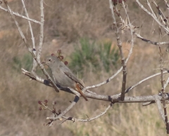 Phoenicurus ochruros