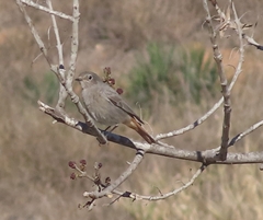 Phoenicurus ochruros