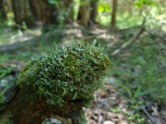 Cladonia coniocraea