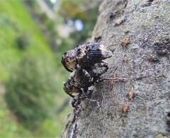 Cryptorhynchus lapathi