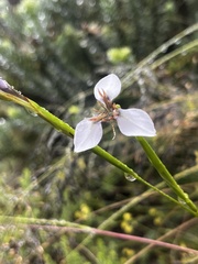 Moraea brevistyla