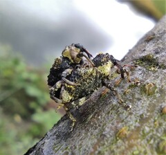 Cryptorhynchus lapathi