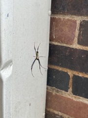 Trichonephila fenestrata