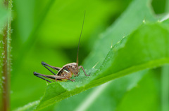 Metrioptera brachyptera