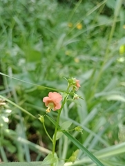 Alonsoa meridionalis