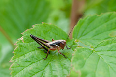 Metrioptera brachyptera
