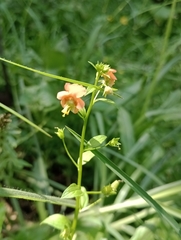 Alonsoa meridionalis