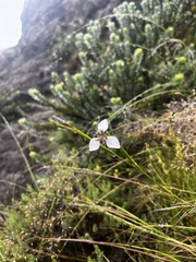 Moraea brevistyla