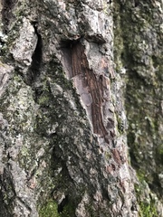 Juglans nigra