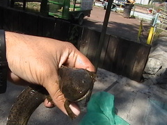 Ambystoma mexicanum