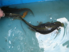 Ambystoma mexicanum
