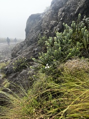 Moraea brevistyla