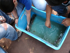 Ambystoma mexicanum