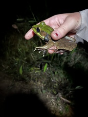 Lithobates vaillanti