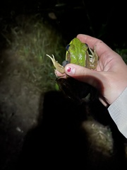Lithobates vaillanti