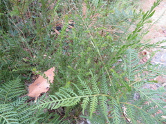 Microlaena stipoides