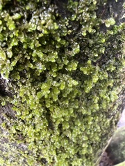 Scapania undulata