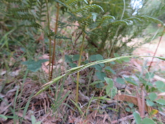 Microlaena stipoides