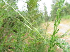 Microlaena stipoides