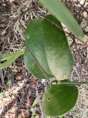 Smilax auriculata
