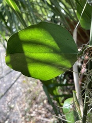 Smilax auriculata