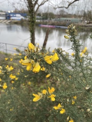 Ulex europaeus