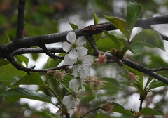 Prunus cerasus