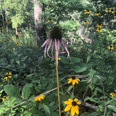 Echinacea laevigata