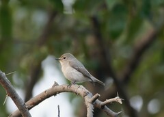 Ficedula superciliaris