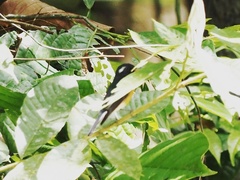Ficedula mugimaki