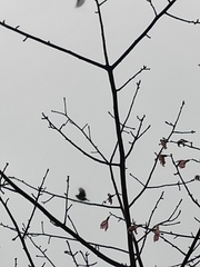 Aethopyga christinae