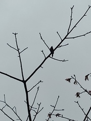 Aethopyga christinae