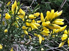 Ulex canescens